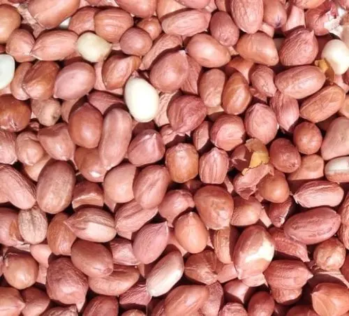 Best Quality Peanuts Good Quality Groundnut in India Wholesale Price Groundnut Supplier