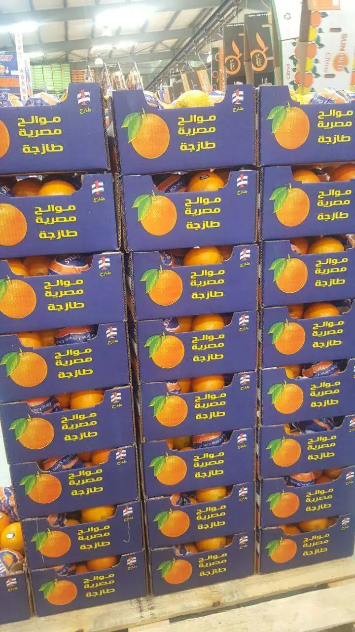 HIGH QUALITY JAFFA ORANGE FROM EGYPT