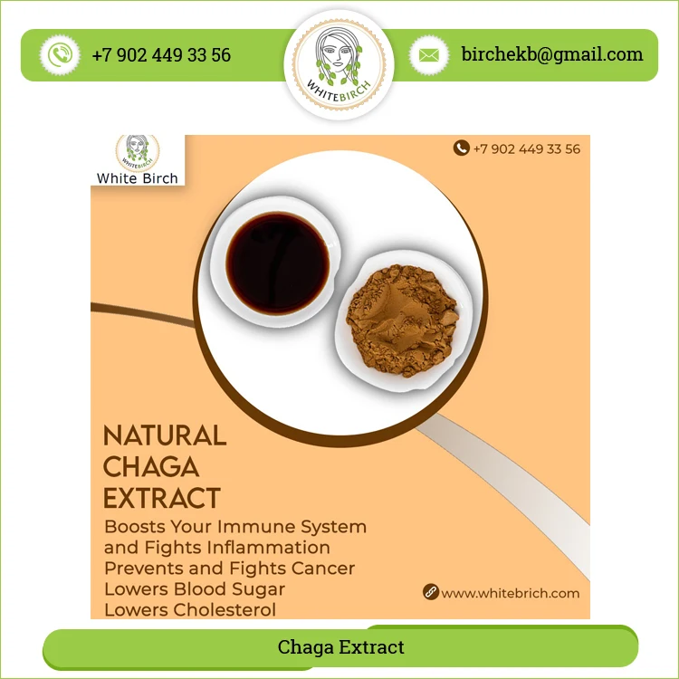 Huge Demand Bulk Selling Superb Health Benefits Herbal Chaga Mushrooms Extract Powder at Low Market Price