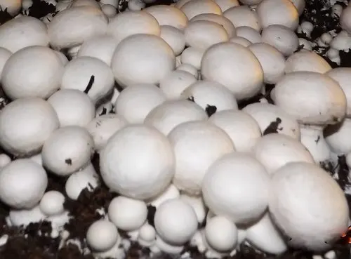Top Grade Wholesale Fresh And White Frozen Mushroom For Sale In Cheap Price