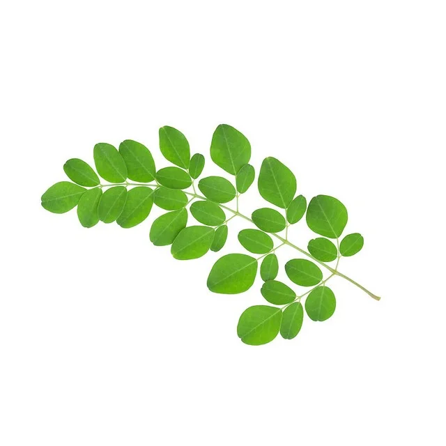 Factory supply high quality 100% pure moringa leaf 100% pure Bulk Organic Moringa Leaf Extract Herbal