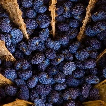 Exporter of Best Quality Blue Poppy Seeds