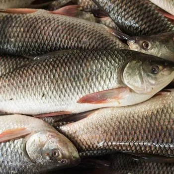 Best Quality Frozen Fishes Seafood Wholesale Tilapia Mackerel Cheap Price From Thailand
