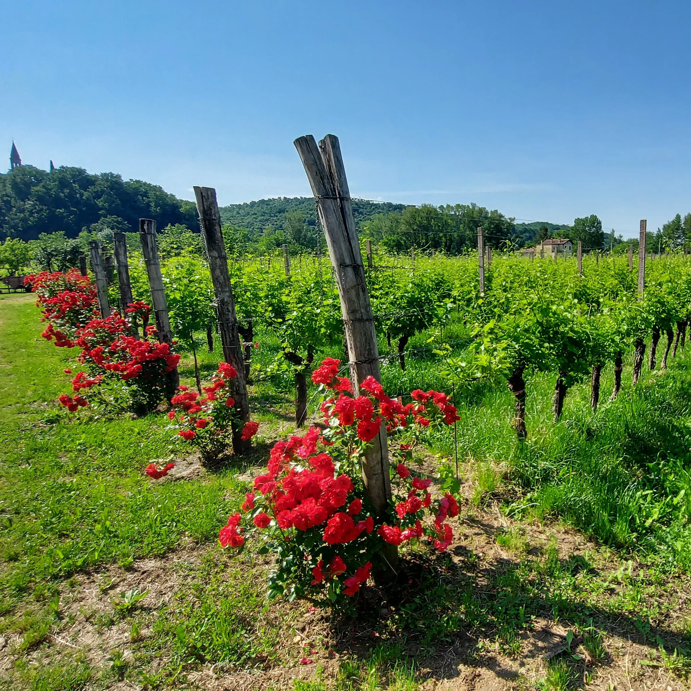 Luxury Magnum High quality CABERNET FRANC Doc 1500cl Vigna Petrussa in Wooden box Italian Red Wine for restaurant bar wine shop
