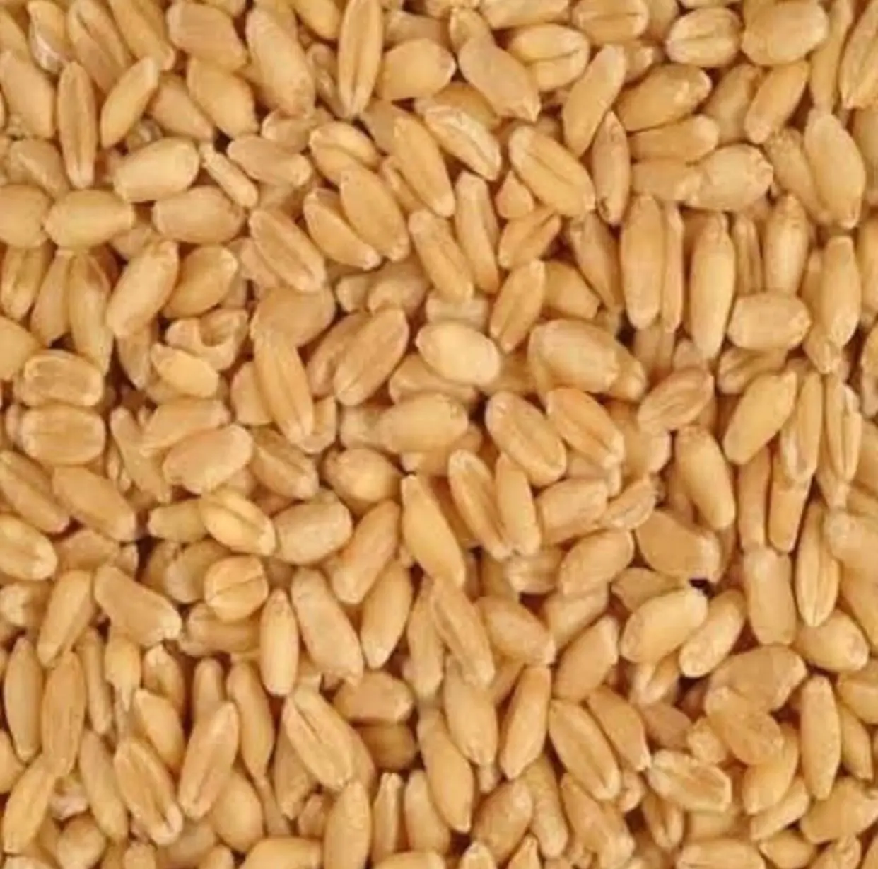 Best quality soft milling wheat grain from russia various types ; Hard Red Winter Durum Soft
