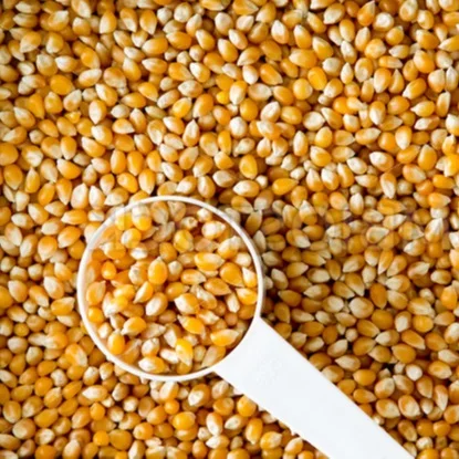 
buy Top quality Dried Yellow Corn - Maize Dry For Animal Feed for sale cheap price 