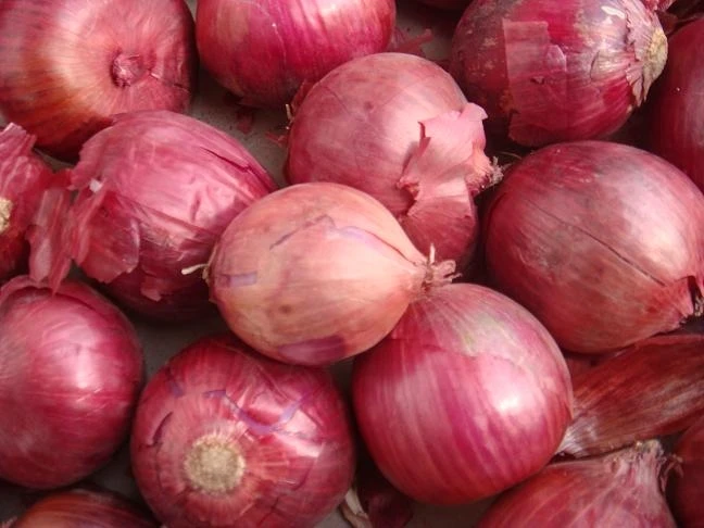Manufacturers of High Quality Fresh Red Onion From India for Sale in Bulk Quantity With Standard Packaging