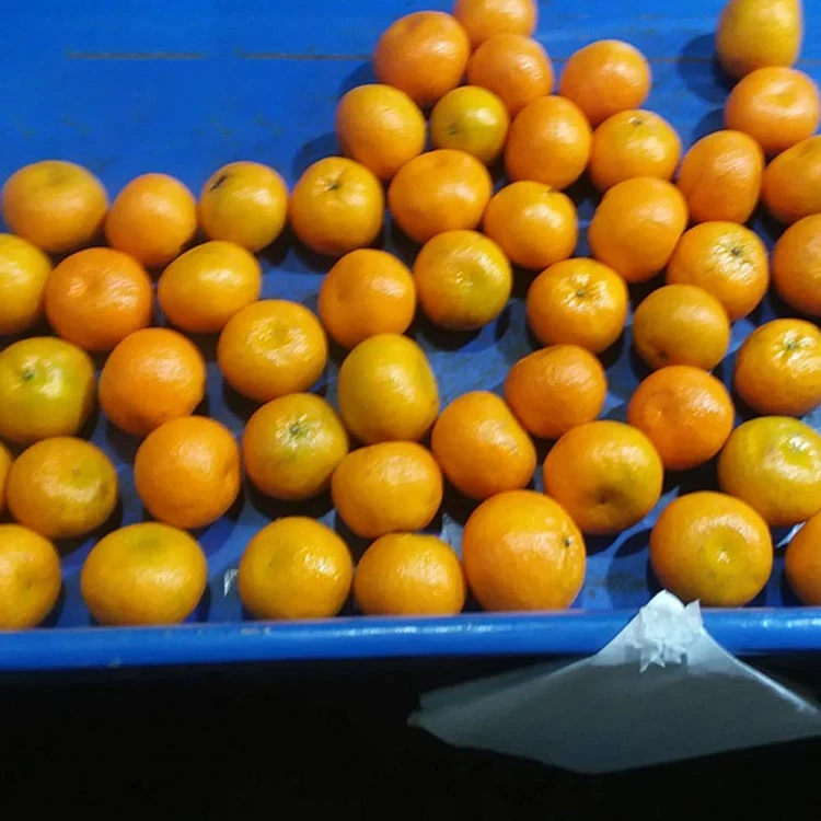 Kinnow Price Pakistan Sargodha Kinnow, Bulk Fresh mandarin orange