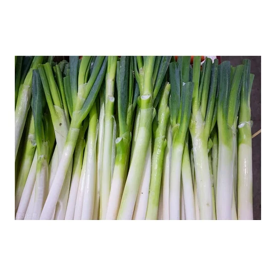 
Fresh Vegetables Scallions Available at Cheapest Price In Huge Stock 