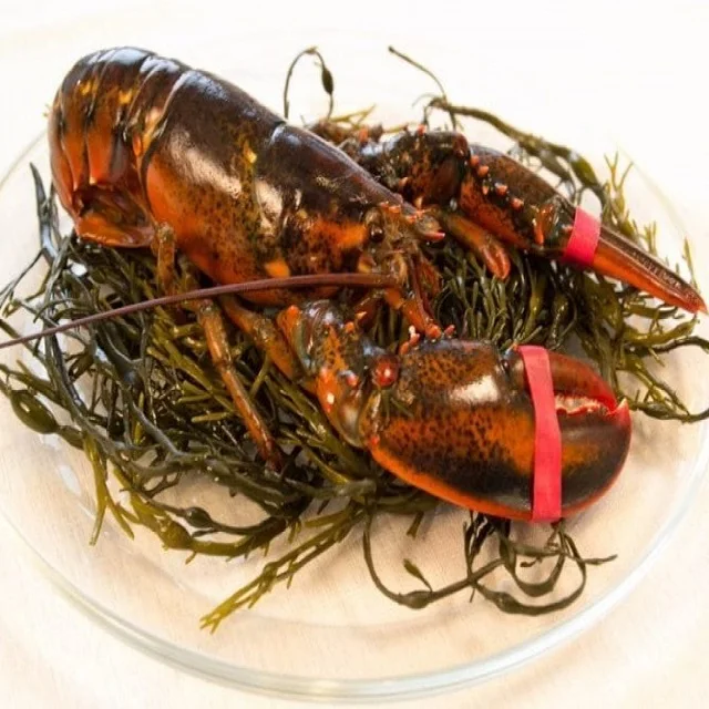 
Live Lobsters/Fresh Chilled Lobster/Frozen Lobsters! 