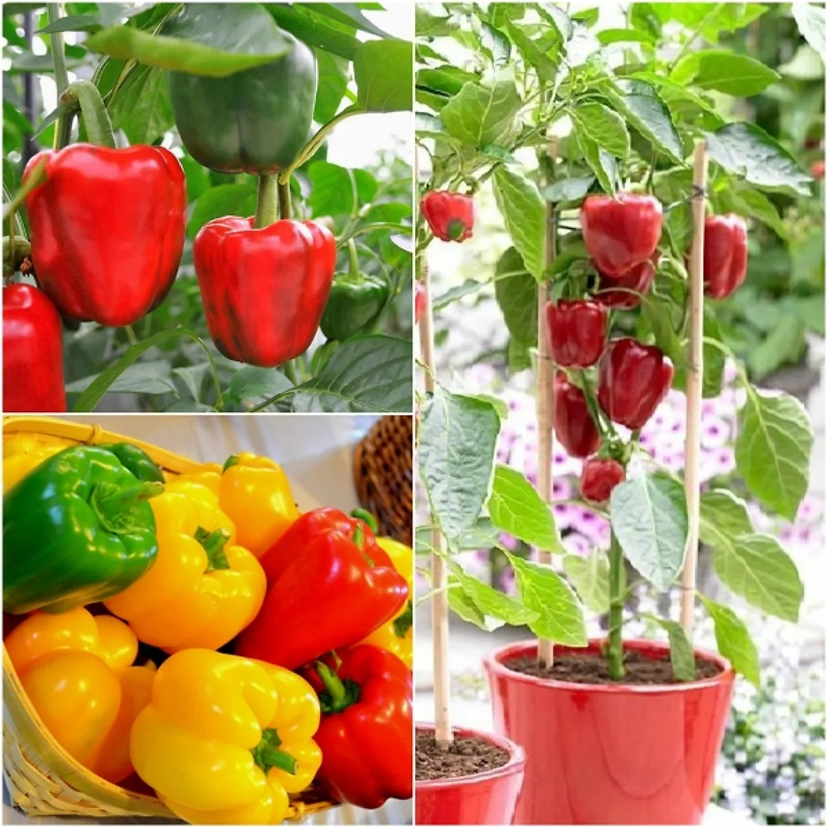 
Frozen bell pepper/sweet bell pepper from Vietnam with best price_Vikafoods (+84983028718) 