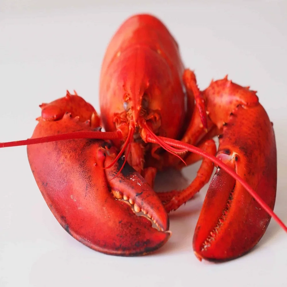 Frozen Lobsters For Sale / Fresh High quality Lobster Frozen for sale / Seafood Fresh and Frozen Lobster