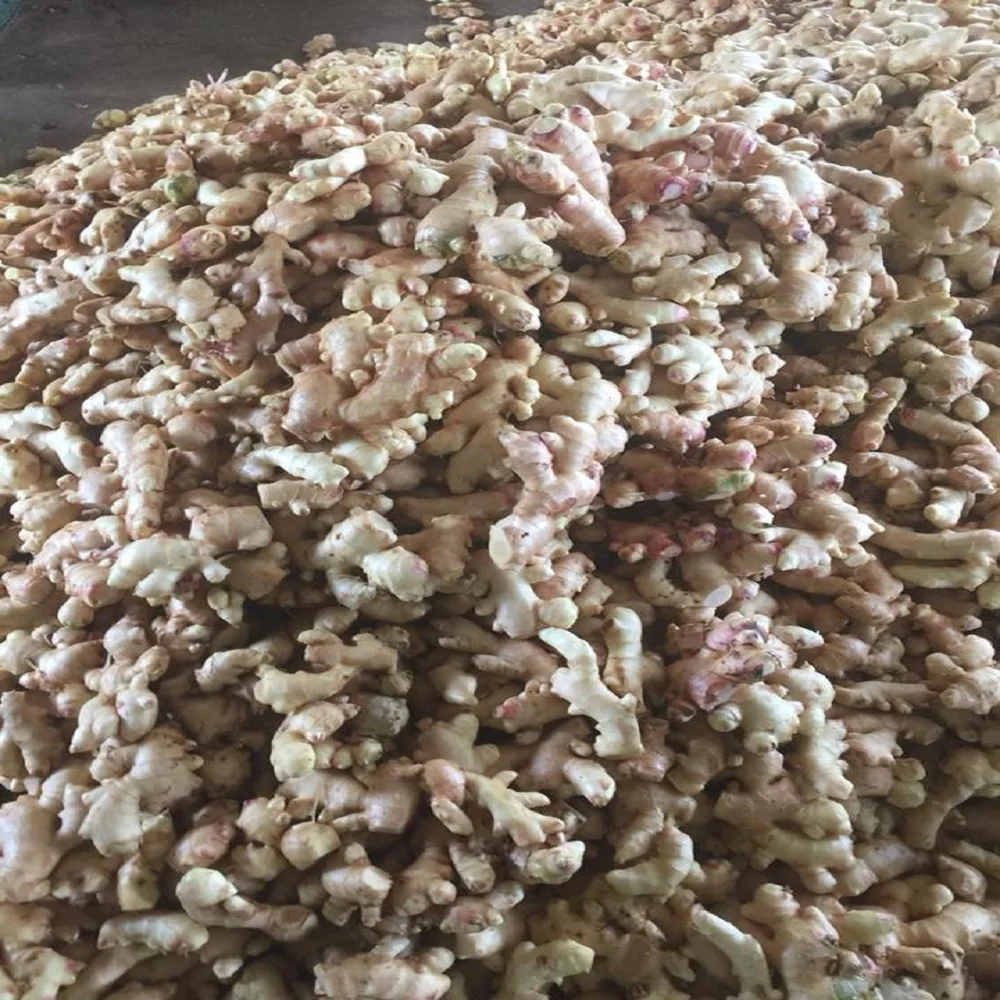 Fast Ship Product from Thailand VIETNAMESE GINGER & TURMERIC HIGH QUALITY EXPORTED PRODUCT