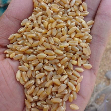 
SOFT WHEAT FOR EXPORT PRICE FOR Andorra 
