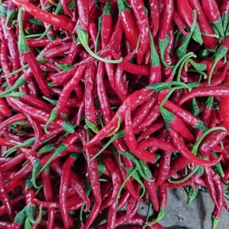 Pepper Red Chili  Dried Chili