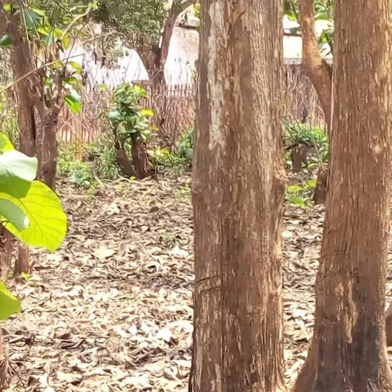 100%  High Quality  all types of timber wood, logs such as Padouk , Azobe , Tali,Pachyloba, Mahogany ,Sapelli,