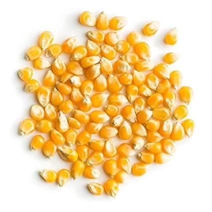 
Dried Yellow Corn, Popcorn, White Corn Maize for Human & Animals Consumption 