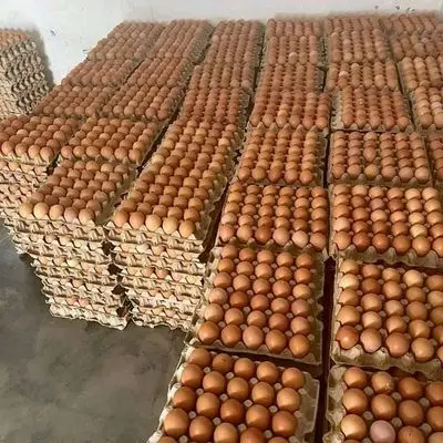 Chicken Eggs Export Worldwide