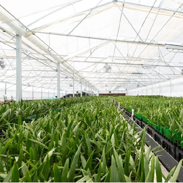 120 лет дата культивирования тканей рассады пальмы