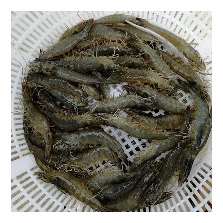 
Seafood Supplier Fresh White Shrimp or Raw Prawn 