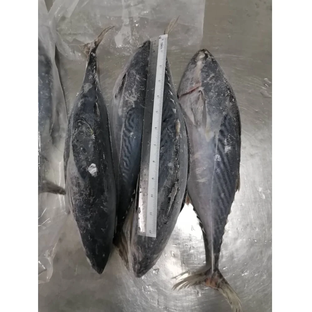 24 Months Shelf Life 0.05% Max. Moisture BQF Freezing Process Whole Round Bonito Tuna From Malaysia