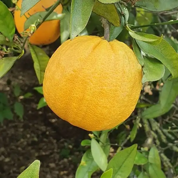 Сладкий Valencia/Севилья/пупок оранжевый