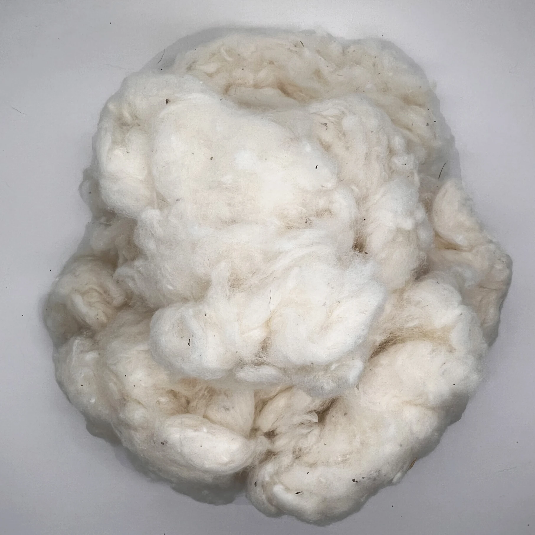 Raw Cotton Fiber for Spinning Textiles