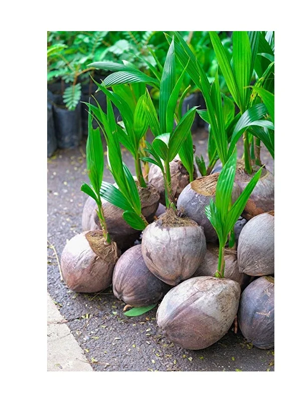 
Wolesale Natural Coconut Tree Seedling/ Green Siamese Coconut With Competitive Price From Vietnam//Rachel: +84896436456 