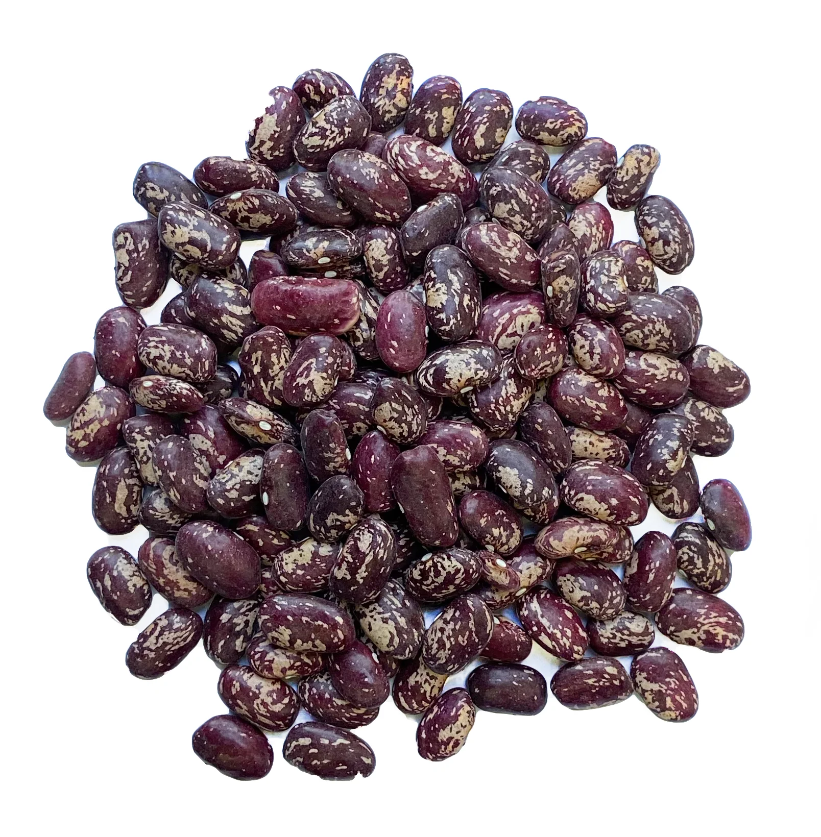 High quality purple speckled beans