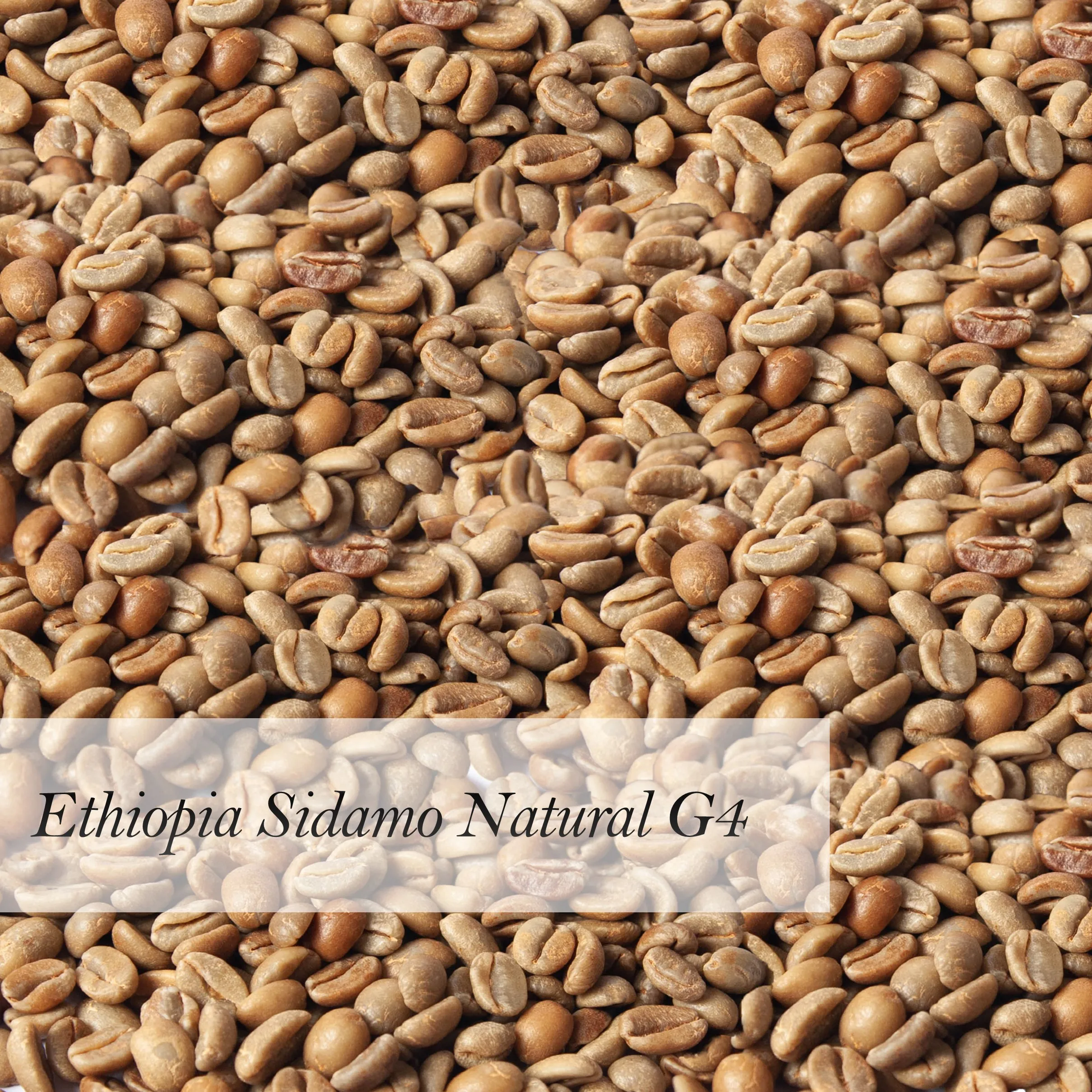
Ethiopia Sidamo Natural G4 Premium Raw Coffee Beans Wholesale Green Coffee Beans 