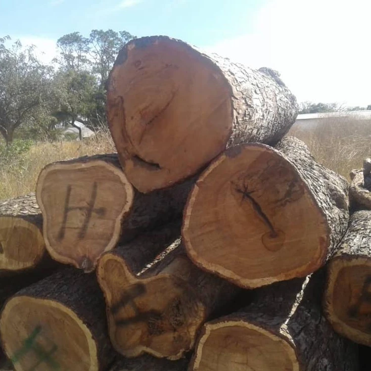 
Quality Round logs - Black Walnut Logs / Ukraine Wood Logs 