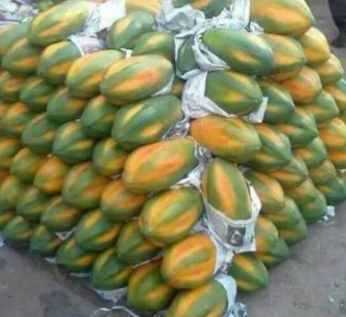 Quality Fresh Papaya for sale