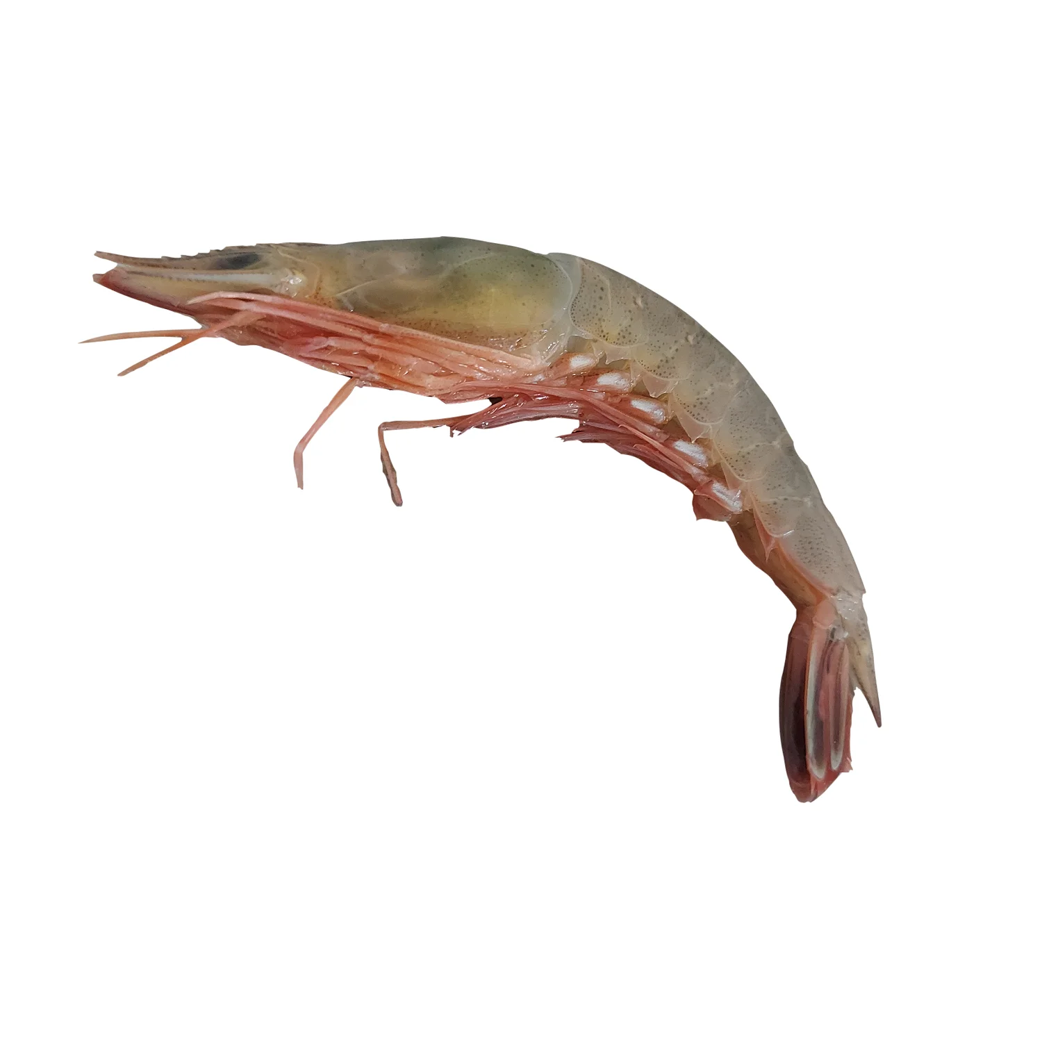 Cat Tiger Shrimps Chilled Head On Shell On Custom Packing Best Quality Master Seafood Product Country of Origin Bangladesh