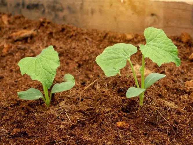 Cocopeat for sale - Coco peat in bale - Cocopeat price for exports - Cocopeat block