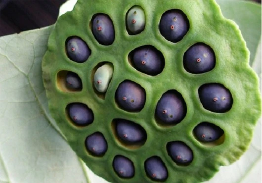 Семена лотоса Вьетнам