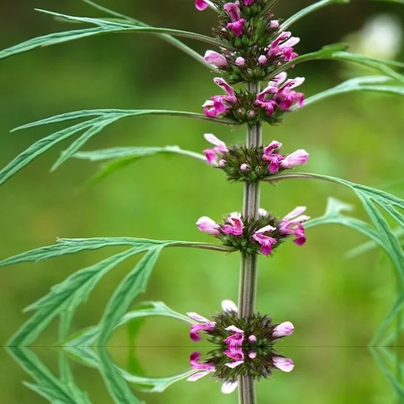 Motherwort herb from Russia In folk and official medicine motherwort is widely and actively used