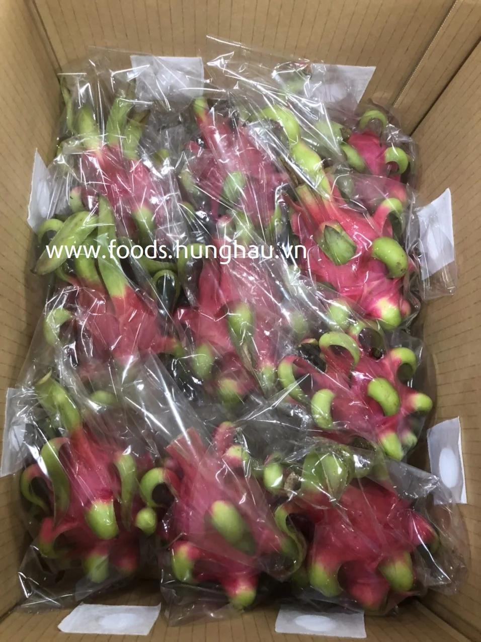 CUSTOMIZED LOGO FRESH RED DRAGON FRUIT FOR EXPORT FROM VIETNAM