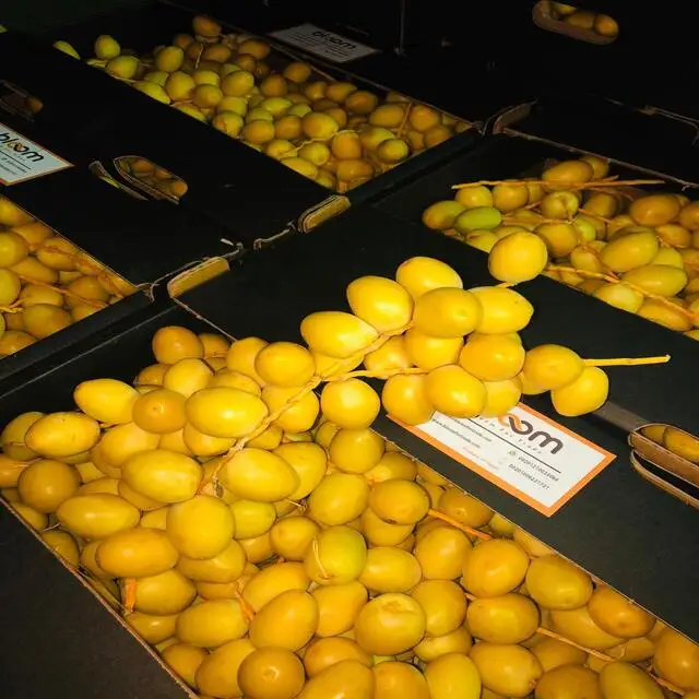 
Organic Barhi Dates | Barhi Dates in EGYPT - Oasis Date Gardens 