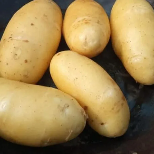 Top Quality and Low Price fresh Mozika Potatoes for french fries