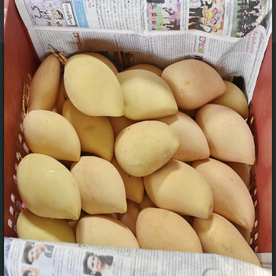 
Best Selling Premium Quality Yellow Sweet Taste Namdokmai FRESH MANGO From Thailand 