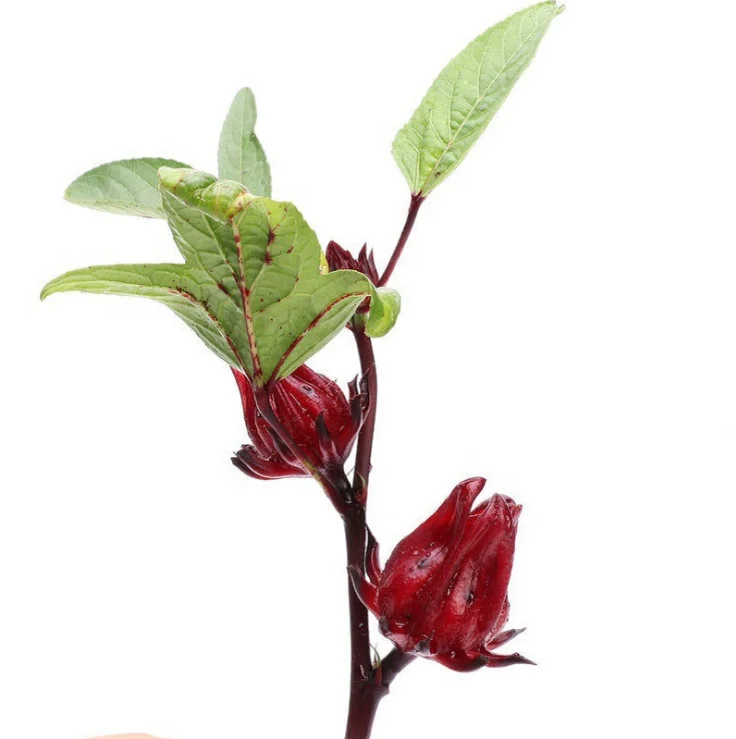 Лидер продаж на Amazon, семена гибискуса сабударии, семена розели для внутреннего сада