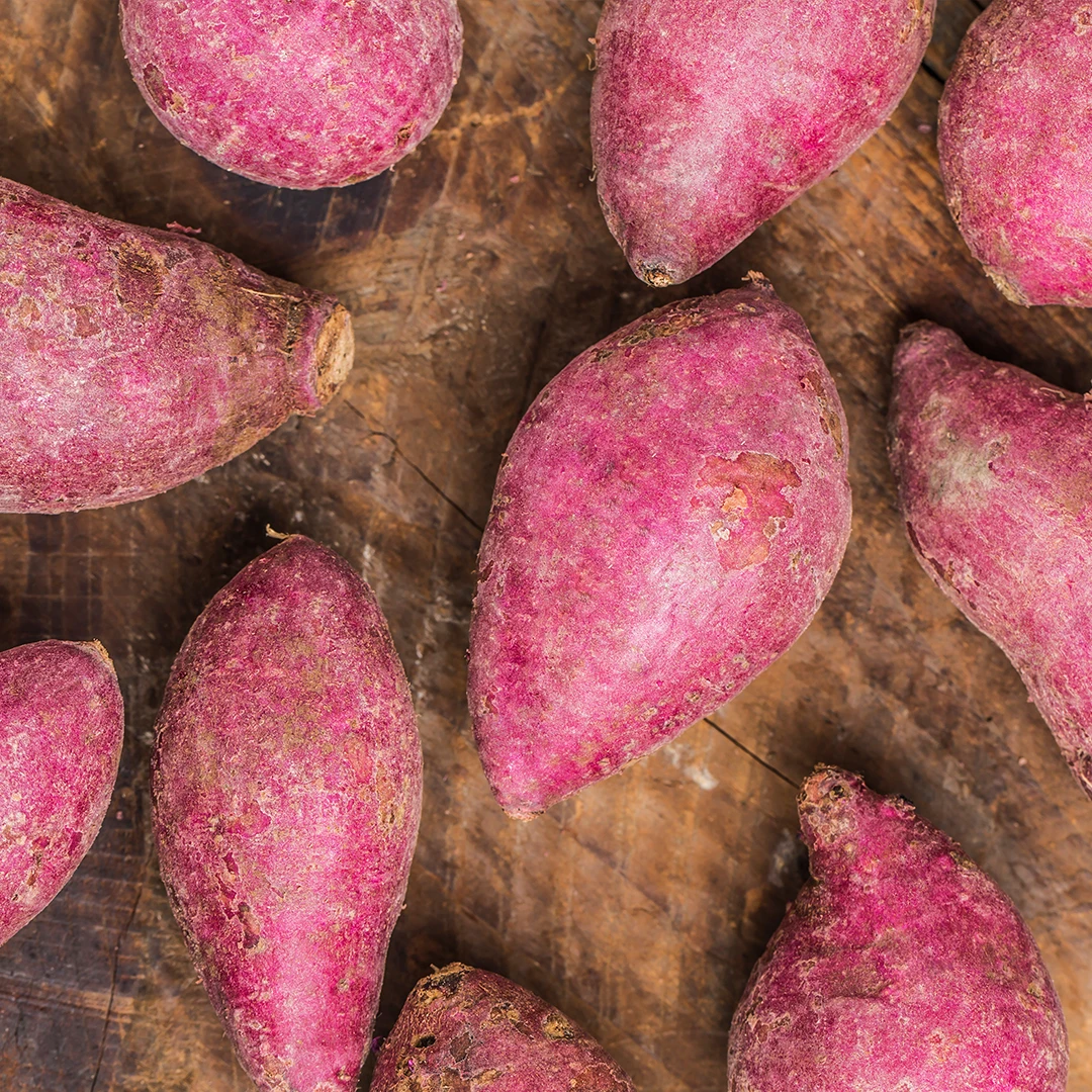 Vietnam Dried Purple Sweet Potato Stick Wholesales HACCP Certificate