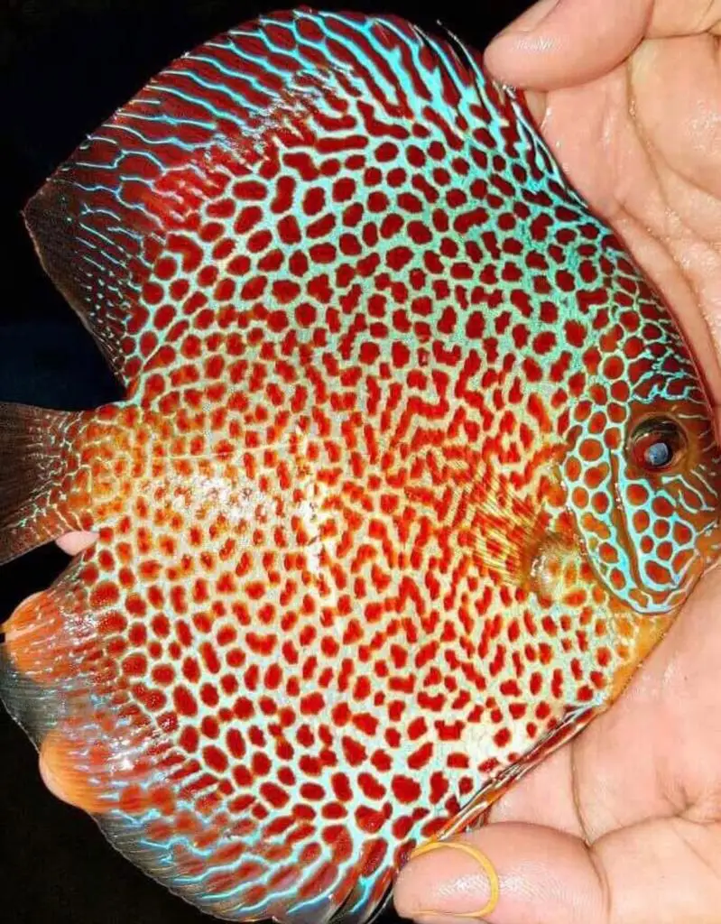 
Discus Fish (Symphysodon) 