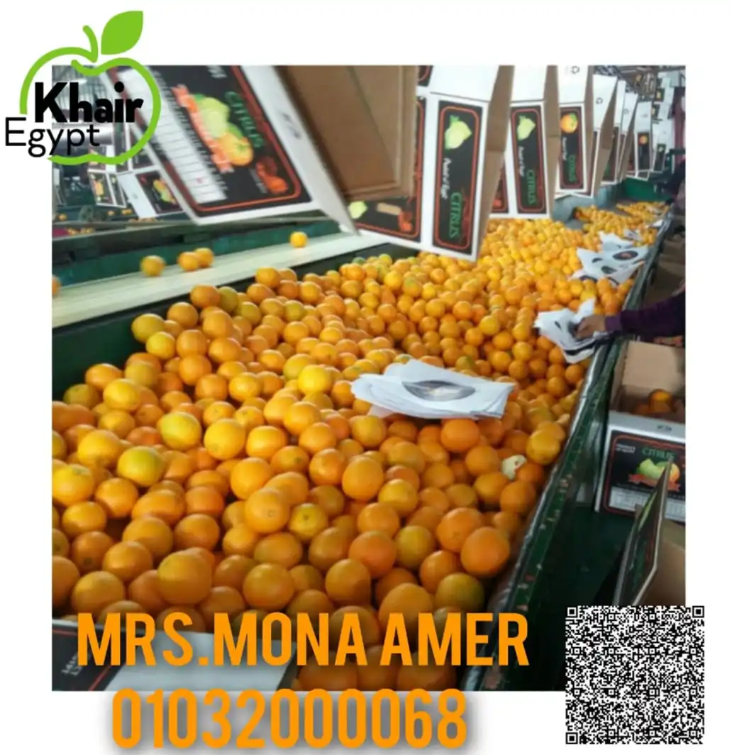 HIGH QUALITY JAFFA ORANGE FROM EGYPT