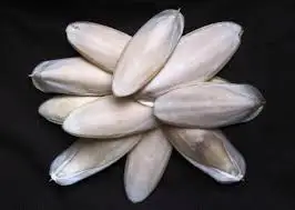 DRIED CUTTLEFISH BONE // EXPORTING CUTTLEFISH BONE FOR BIRDS - IVY +84 977157110