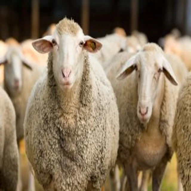 
Awassi sheep 