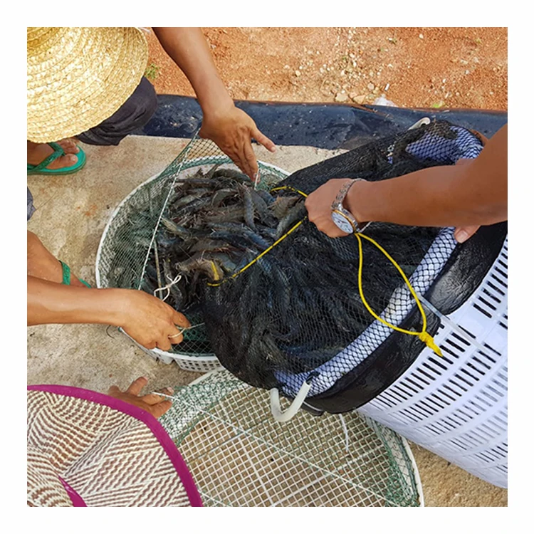 
Whole White Shrimp Prawn Frozen Caridean Shrimp 