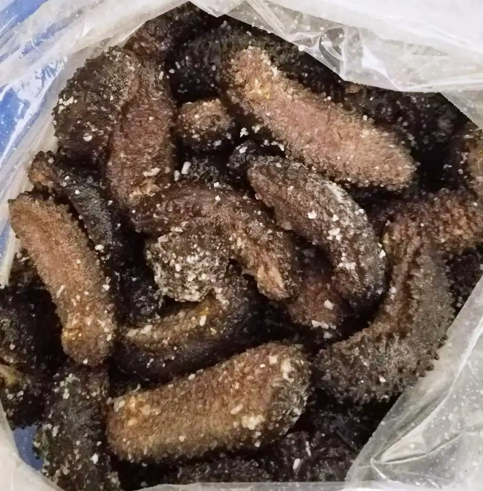 Greece Dried Wild sea cucumber Simonfish Amsterdam High Quality Sea Cucumber For Sale greek polii tubulosa