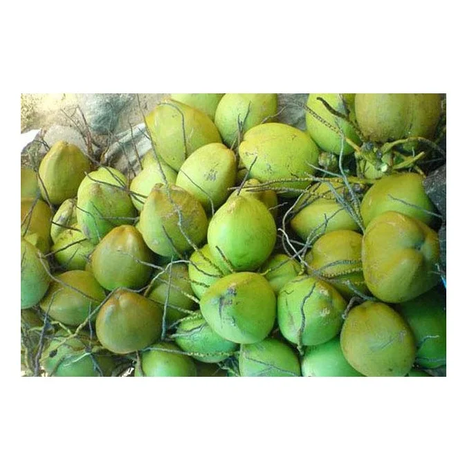 Cheapest Price Fresh Coconuts Available Here For selling in Bulk
