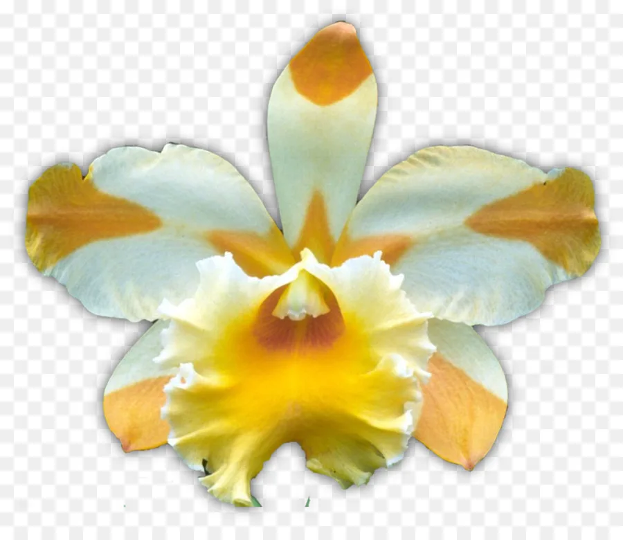 
Оранжевые Орхидеи mokara цветы 